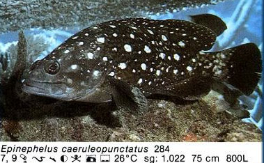 Epinephelus caeruleopinctatus